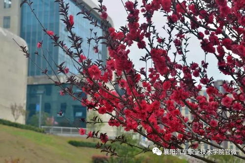 大美襄陽汽車職業(yè)技術學院 邀您共賞最美人間四月花