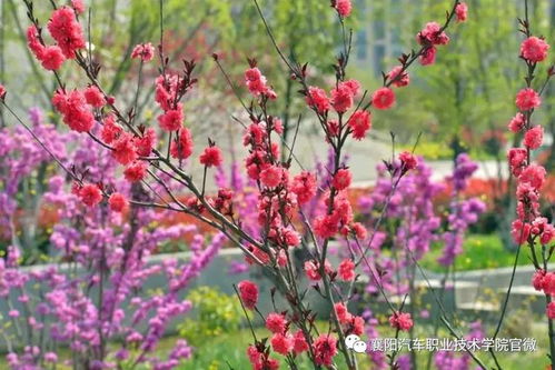 大美襄陽汽車職業(yè)技術(shù)學(xué)院 邀您共賞最美人間四月花